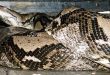 Indonesian woman found dead swallowed by python