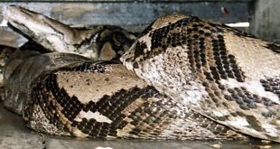 Indonesian woman found dead swallowed by python